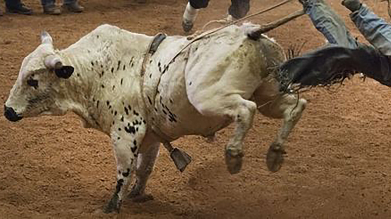 Professional Championship Bull Riding Tickets